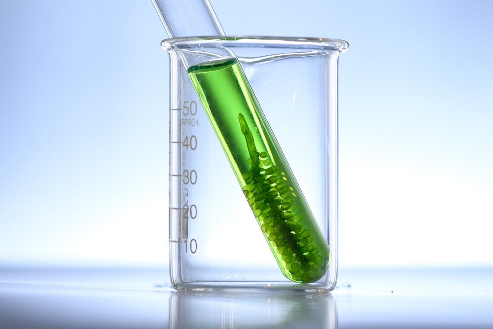 Bioenergy plant in test tube